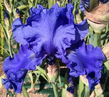 Carica l&#39;immagine nel visualizzatore di Gallery, Iris Barbata Alta &quot;Jazz Me Blue&quot;

