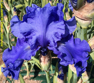 Iris Barbata Alta "Jazz Me Blue"