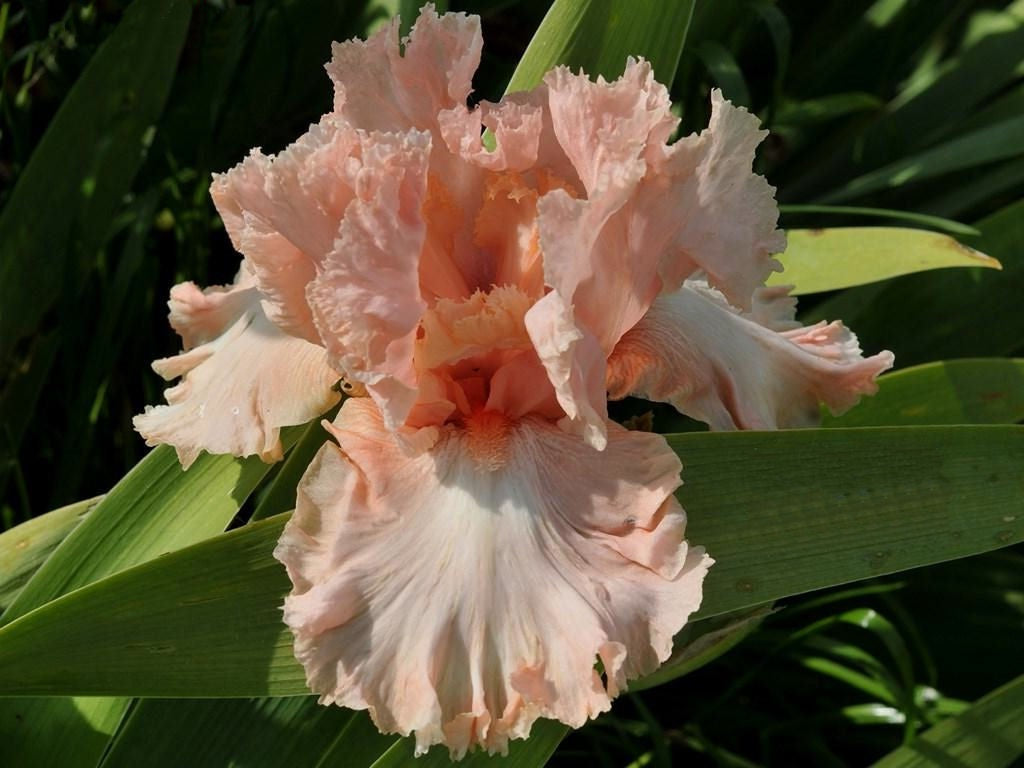 Iris Barbata Alta 