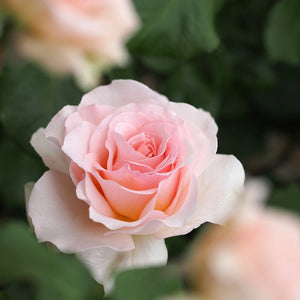 Rosa "Johann Strauss"