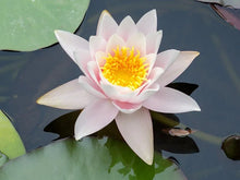 Carica l&#39;immagine nel visualizzatore di Gallery, Nymphaea Marliacea colore casuale
