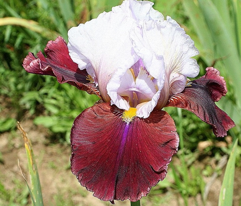 Iris Barbata Alta 