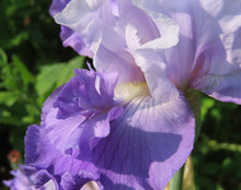 Carica l&#39;immagine nel visualizzatore di Gallery, Iris Barbata Alta &quot;Libellule de Sologne&quot;
