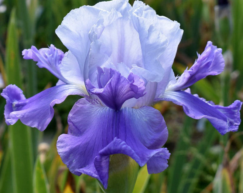 Iris Barbata Alta 