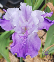 Carica l'immagine nel visualizzatore di Gallery, Iris Barbata Alta "Libellule de Sologne"
