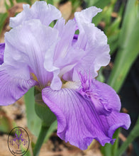 Carica l'immagine nel visualizzatore di Gallery, Iris Barbata Alta "Libellule de Sologne"
