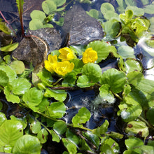 Carica l&#39;immagine nel visualizzatore di Gallery, Lysimachia Nummularia

