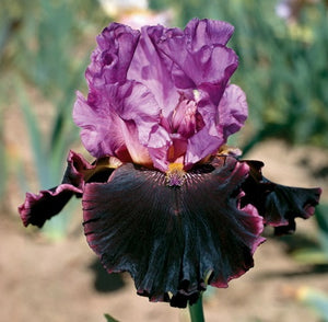 Iris Barbata Alta "Made of Magic"