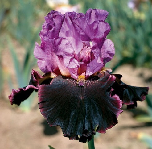 Iris Barbata Alta 