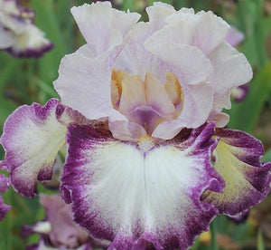 Iris Barbata Alta "Mad Over You"