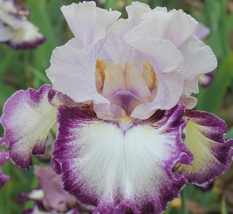 Iris Barbata Alta 