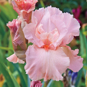 Iris Barbata Alta "Magical Encounter"