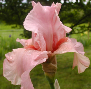 Iris Barbata Alta "Magical Encounter"