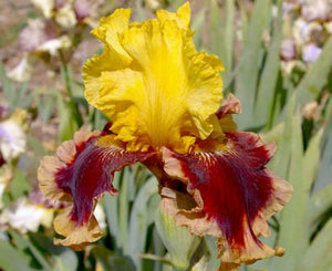 Iris Barbata Alta "Mastery"
