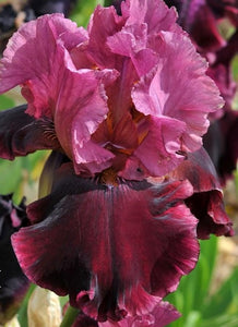 Iris Barbata Alta "Medici Prince"