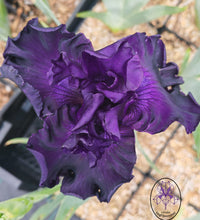 Carica l'immagine nel visualizzatore di Gallery, Iris Barbata Alta "Mountain Majesty"

