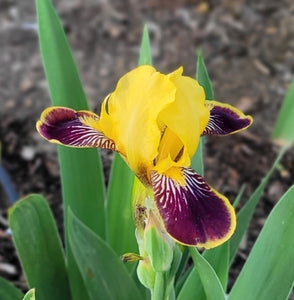 Iris Barbata Nana "Bumblebee Deelite"