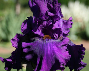 Iris Barbata Alta "Murder Mistery"