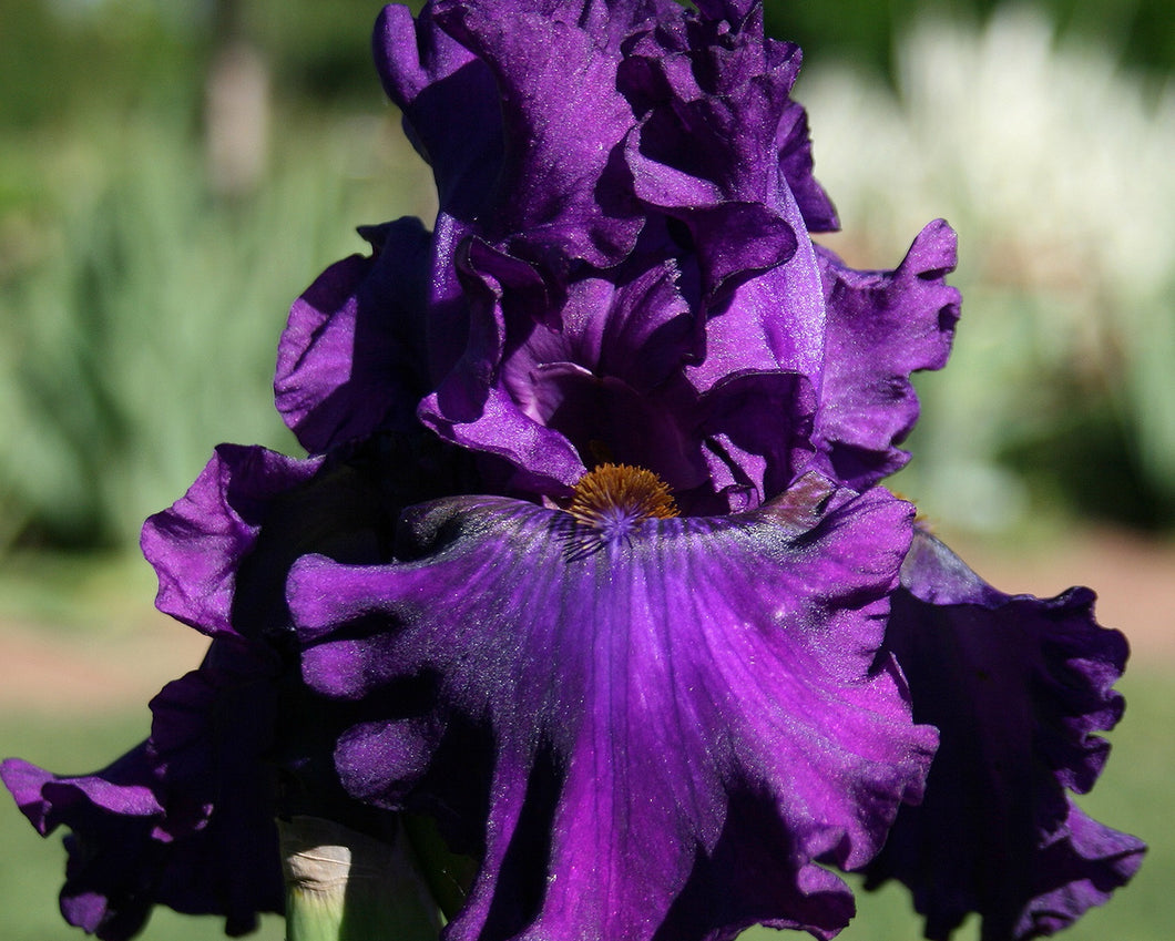 Iris Barbata Alta 