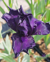 Carica l'immagine nel visualizzatore di Gallery, Iris Barbata Alta "Myrtille"
