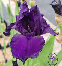 Carica l'immagine nel visualizzatore di Gallery, Iris Barbata Alta "Myrtille"
