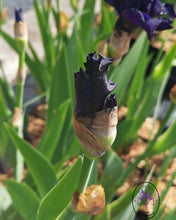 Carica l'immagine nel visualizzatore di Gallery, Iris Barbata Alta "Myrtille"
