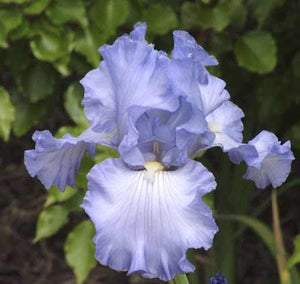 Iris Barbata Alta "Many Thanks"