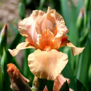 Iris Barbata Intermedia "Many Mahalos"