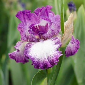 Iris Barbata Alta "Mariposa Autumn"