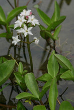 Carica l&#39;immagine nel visualizzatore di Gallery, Menianthes Trifoliata
