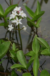 Menianthes Trifoliata
