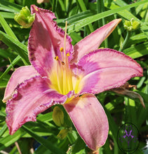 Carica l'immagine nel visualizzatore di Gallery, Hemerocallis "Mildred Michelle"
