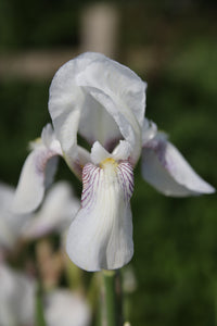 Iris Barbata Intermedia "Mrs Horace Darwin"