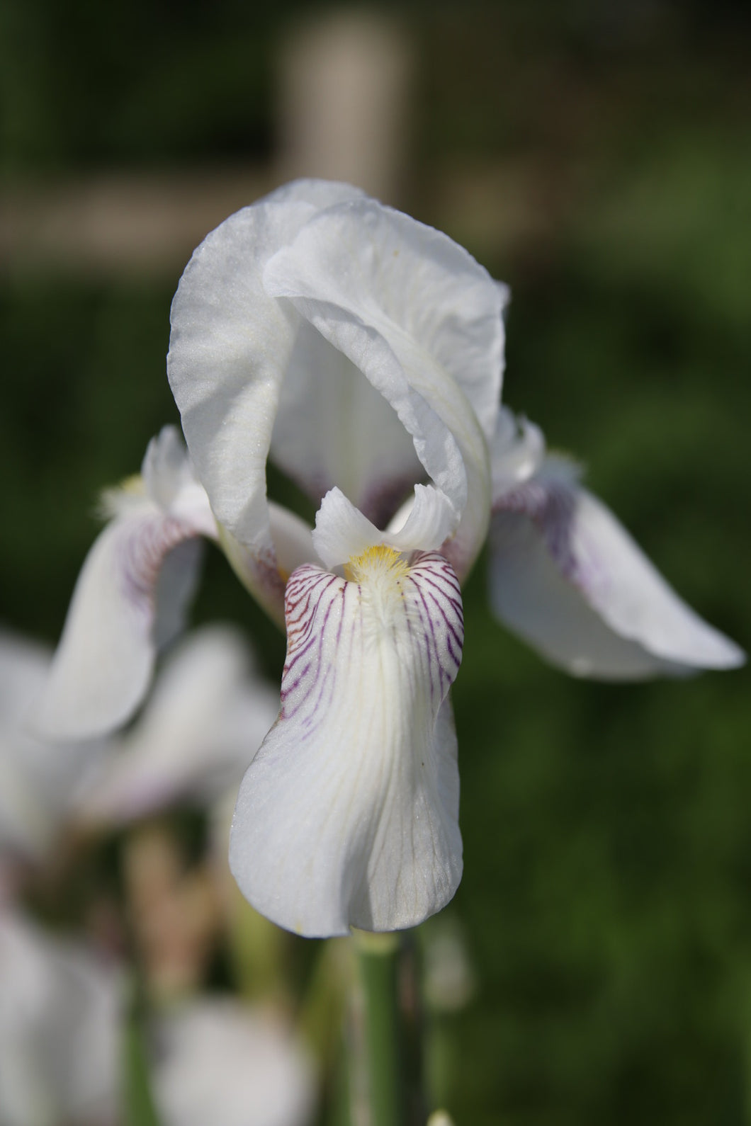 Iris Barbata Intermedia 