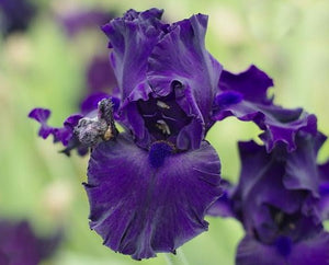 Iris Barbata Alta "Myrtille"
