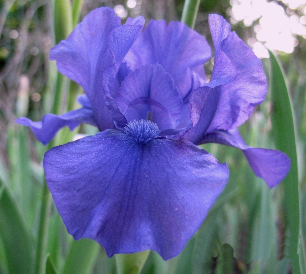 Iris Barbata Nana 
