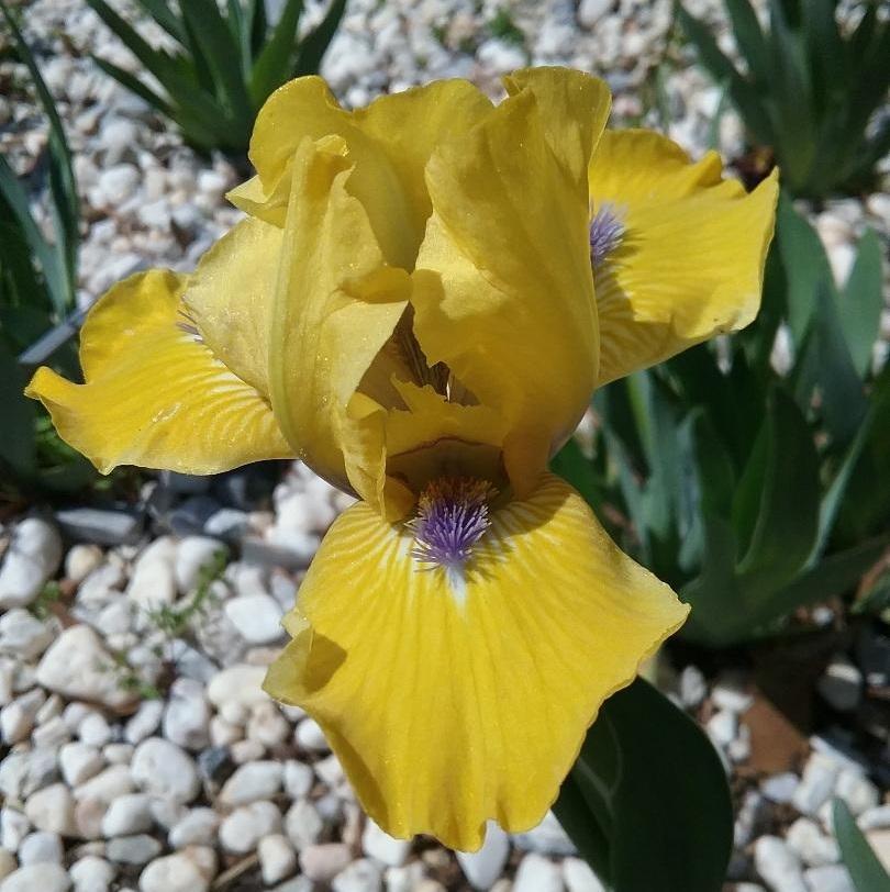 Iris Barbata Nana 