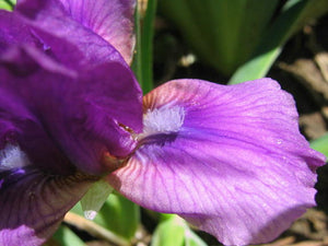 Iris Barbata Nana "Grapelet"
