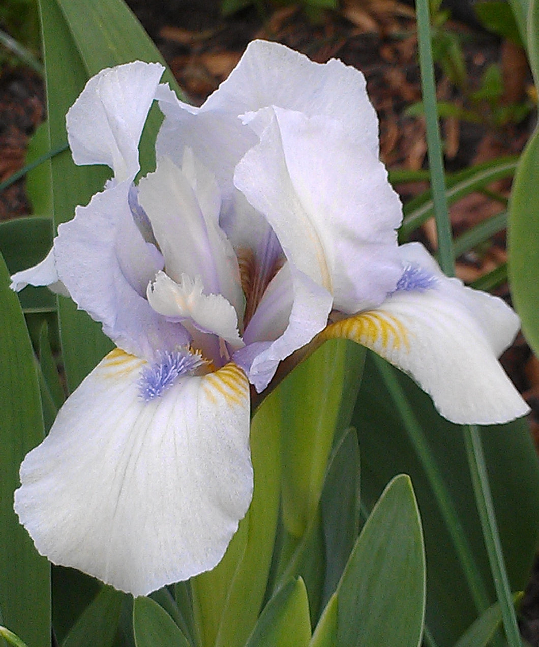 Iris Barbata Nana 