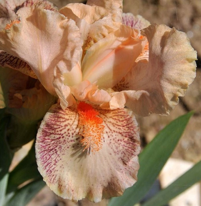 Iris Barbata Nana 