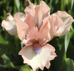 Iris Barbata Nana "Proton"