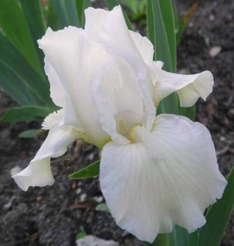 Iris Barbata Nana 