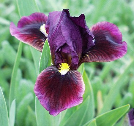 Iris Barbata Nana 