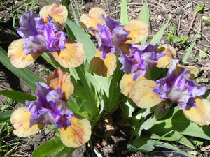 Iris Barbata Nana "What Again"