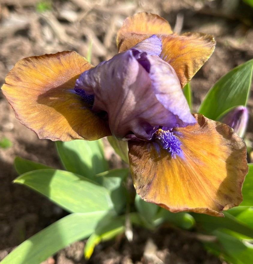 Iris Barbata Nana 