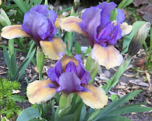 Iris Barbata Nana "What Again"