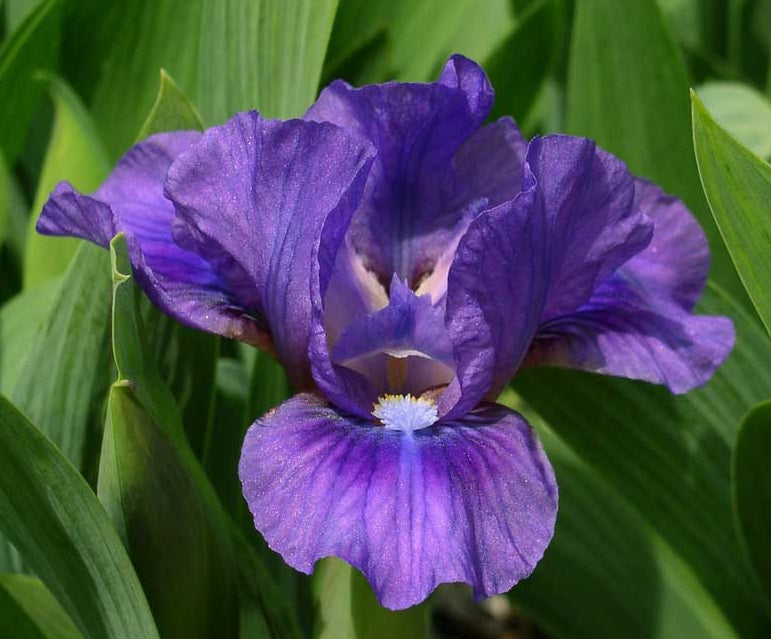Iris Barbata Nana 