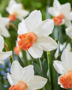 Narcissus "Charming Lady" in bulbi