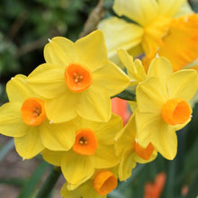 Carica l&#39;immagine nel visualizzatore di Gallery, Narcissus &quot;Martinette&quot; in bulbi
