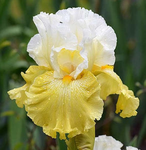 Iris Barbata Alta "Overjoyed"